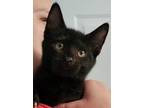 Adopt Nash a All Black Domestic Shorthair / Domestic Shorthair / Mixed cat in