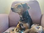 Adopt Pablo a Black - with Tan, Yellow or Fawn Beagle / Chiweenie / Mixed dog in