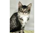 Adopt Junie B a All Black Domestic Shorthair / Domestic Shorthair / Mixed cat in