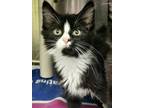 Adopt Jamie B a All Black Domestic Longhair / Domestic Shorthair / Mixed cat in