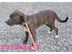 Adopt Duchess a Brindle Pit Bull Terrier / Mixed dog in Guntersville