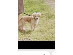 Adopt Bailey a Tan/Yellow/Fawn Poodle (Standard) dog in Woodland, CA (39087401)
