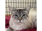 Adopt Fatima Navarrette a Gray or Blue (Mostly) Domestic Shorthair / Mixed