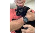 Adopt lully a All Black Bombay / Domestic Shorthair / Mixed cat in Fort Worth