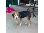 Adopt Jill a Tricolor (Tan/Brown & Black & White) Beagle / Mixed dog in Sun