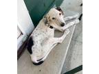 Adopt Joey a White - with Black Beagle / Mixed dog in Sun Prairie, WI (39087411)