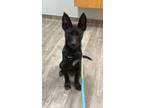 Adopt Ellie May a Black - with White German Shepherd Dog / Border Collie / Mixed