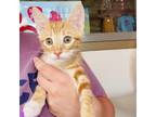 Adopt Bourbon a Orange or Red Domestic Shorthair / Mixed cat in Green Bay