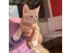 Adopt Paris a Tan or Fawn Tabby Domestic Shorthair / Mixed cat in Green Bay