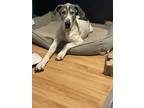 Adopt Jango a White - with Gray or Silver Great Dane / Mixed dog in Norwalk