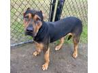 Adopt Big Boy a Black Cane Corso / Mixed dog in Conway, SC (39087539)