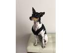 Adopt Joey a White - with Brown or Chocolate Rat Terrier dog in Goodyear