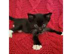 Adopt Baby Love a All Black Domestic Shorthair / Mixed cat in Los Angeles