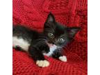 Adopt Baby Cakes a All Black Domestic Shorthair / Mixed cat in Los Angeles