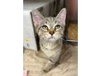 Adopt Howard a Brown or Chocolate Domestic Shorthair / Domestic Shorthair /