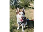 Adopt Liam a Red/Golden/Orange/Chestnut - with White Husky / Mixed dog in Los