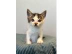 Adopt Charles a Brown Tabby Domestic Shorthair (short coat) cat in Escondido