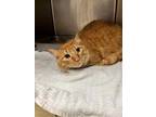 Adopt MARLON a Orange or Red Tabby Domestic Mediumhair / Mixed (medium coat) cat