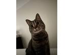 Adopt Shiva a Spotted Tabby/Leopard Spotted Tabby / Mixed (short coat) cat in