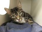 Adopt RALPHIE a Brown Tabby Domestic Shorthair / Mixed (short coat) cat in