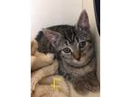 Adopt Sparrow a Brown or Chocolate Domestic Shorthair / Domestic Shorthair /