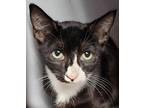 Adopt Izzy a All Black Domestic Shorthair / Domestic Shorthair / Mixed cat in