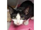 Adopt Emery a All Black Domestic Shorthair / Domestic Shorthair / Mixed cat in