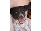 Adopt Oso a Merle Australian Cattle Dog / Mutt / Mixed dog in San Tan Valley