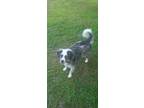 Adopt Lacy Mae a Merle Australian Shepherd / Beagle / Mixed dog in Lexington