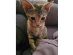 Adopt Tiger a Orange or Red Abyssinian / Mixed (short coat) cat in Las Vegas