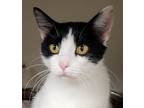 Adopt Missy a All Black Domestic Shorthair / Domestic Shorthair / Mixed cat in