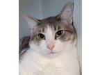 Adopt Lane a Gray or Blue Domestic Shorthair / Domestic Shorthair / Mixed cat in