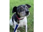 Adopt Humphrey Bogart a White - with Black Rat Terrier / Mixed dog in Bellevile