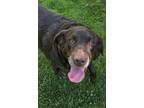 Adopt Bentley a Brown/Chocolate Labrador Retriever / Mixed dog in Liberty