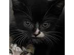 Adopt Candice a All Black Domestic Shorthair / Mixed cat in Auburn