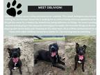 Adopt Oblivion a Black - with White American Pit Bull Terrier / Mixed dog in