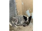 Adopt Todo a White Australian Cattle Dog / Mixed dog in Madera, CA (39086011)