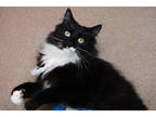 Adopt Taffy a All Black Domestic Longhair / Domestic Shorthair / Mixed cat in