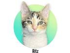 Adopt Ritz a Gray, Blue or Silver Tabby Domestic Shorthair (short coat) cat in