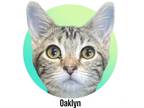 Adopt Oaklyn a Gray, Blue or Silver Tabby Domestic Shorthair (short coat) cat in