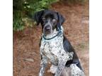Adopt Harry 8610 a Black Pointer / Mixed Breed (Medium) / Mixed dog in Cumming
