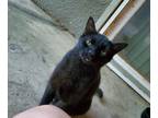 Adopt Buchanan "Bucky" a All Black American Shorthair / Mixed (short coat) cat