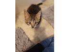 Adopt Mya a Brown Tabby Domestic Shorthair (short coat) cat in York