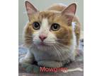 Adopt Mowglinn a Orange or Red Domestic Mediumhair / Domestic Shorthair / Mixed