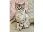 Adopt Eveline a Gray, Blue or Silver Tabby Domestic Shorthair (short coat) cat