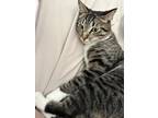 Adopt Kilo a Gray, Blue or Silver Tabby American Shorthair / Mixed (short coat)