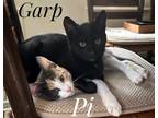 Adopt Garp a All Black Domestic Shorthair (short coat) cat in Johnston