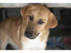Adopt GeeGee a Tan/Yellow/Fawn Anatolian Shepherd / Mixed dog in Colorado