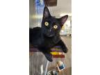 Adopt Catsy Cline a All Black Domestic Mediumhair / Domestic Shorthair / Mixed