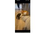Adopt Sol a Orange or Red Domestic Mediumhair / Mixed (medium coat) cat in